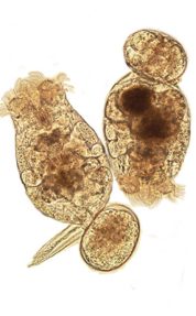 Rotifers